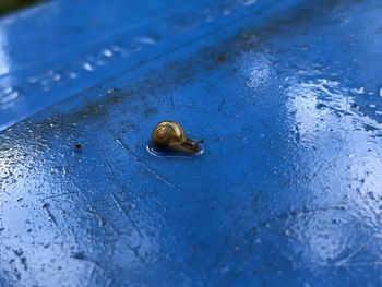 Close-up of snail on blue surface