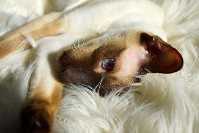 High angle view of siamese cat lying on soft bed