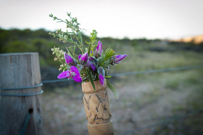 Close-up of pink flowering plant on wooden post