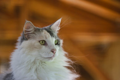 Close-up of cat looking away