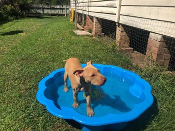 High angle view of dog in backyard