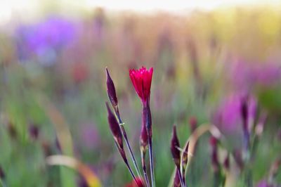Close-up of pink flowers blooming in field