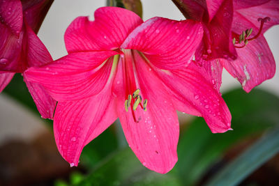 Close-up of raindrops on pink flower