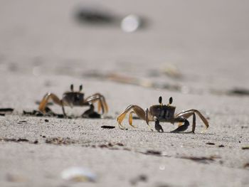 Close-up of crab on beach