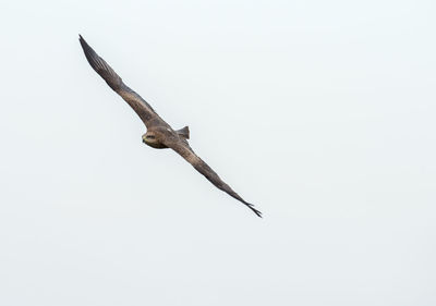 Low angle view of bird flying against clear sky