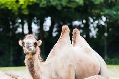 Close-up of a horse on field