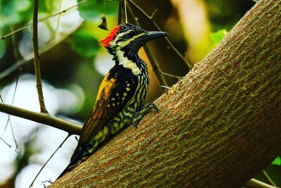 Close-up of bird perching on branch