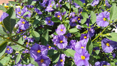 Close-up of purple flowers