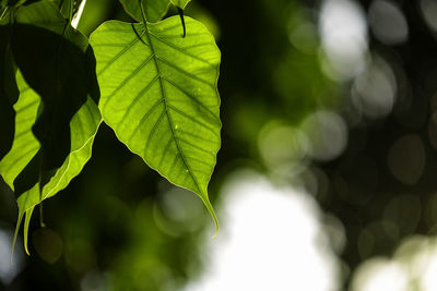 Close-up of fresh green leaves on sunny day