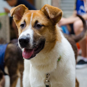 Close-up portrait of dog