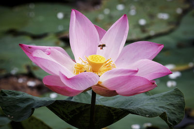 Close-up of pink water lily