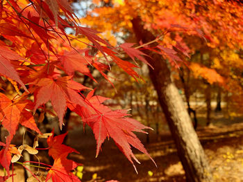 Close-up of maple leaves on tree