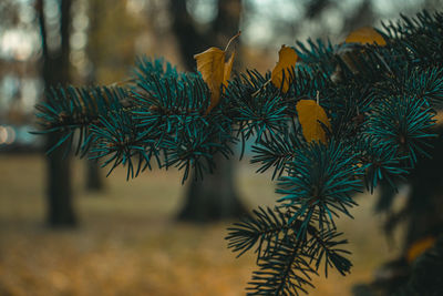 Close-up of pine tree