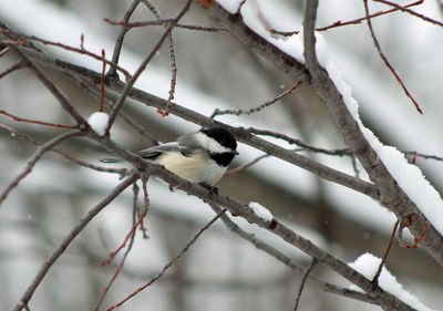 Close-up of bare branches