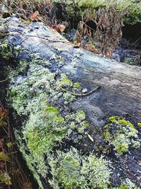 Close-up of tree