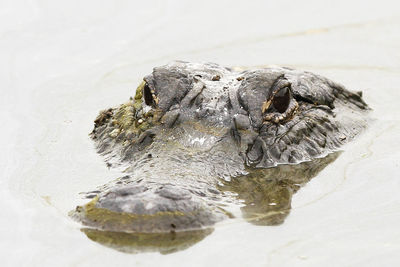 Crocodile swimming in lake