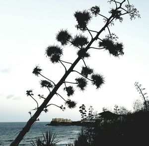 Silhouette tree against sky