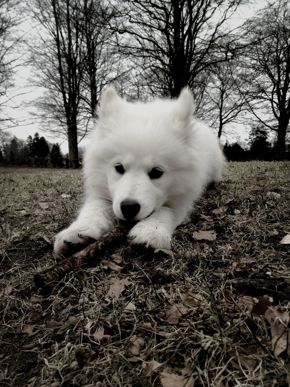 animal themes, domestic animals, mammal, one animal, pets, field, bare tree, dog, looking at camera, portrait, tree, grass, relaxation, zoology, young animal, nature, sitting, white color, outdoors, day