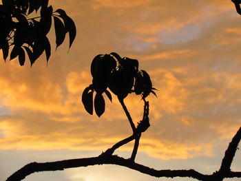 Close-up of silhouette tree against sky during sunset