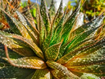 Close-up of raindrops on plant