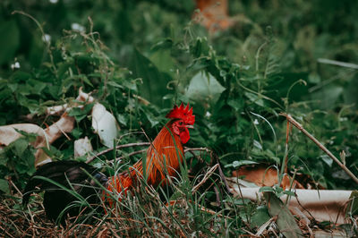 View of a bird on field