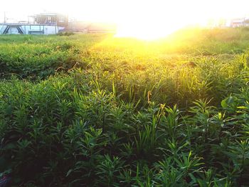 Crops growing on field against sky