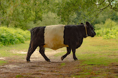 Side view of cow standing on field