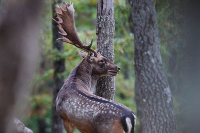 Deer in a forest