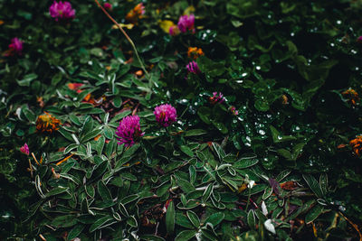 Close-up of pink flowering plants