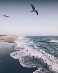 Seagulls flying over sea against clear sky