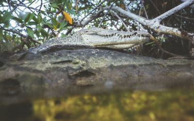 Close-up of lizard on tree trunk in forest