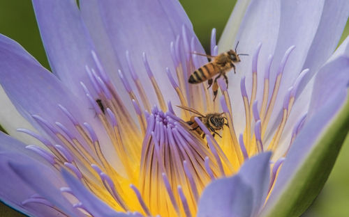 Close-up of honey bees on purple flower