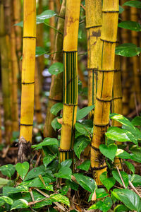 Close-up of bamboo plants on field