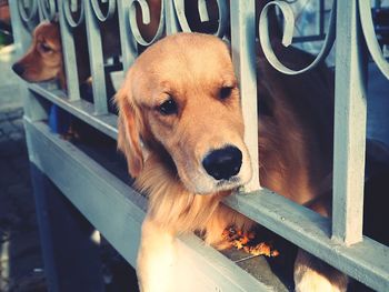 Close-up portrait of dog