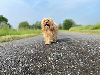 Dog running on road