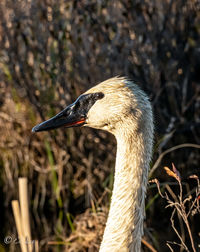 Close-up of a bird looking away