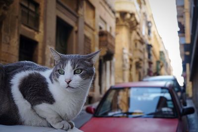 Portrait of cat sitting against buildings