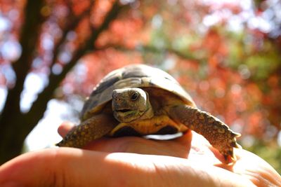 Close-up of hand holding turtle