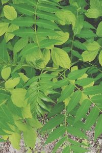 High angle view of green leaves on field