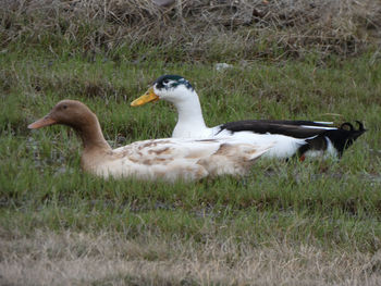 Side view of birds on grass