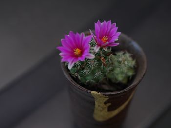 High angle view of potted plant