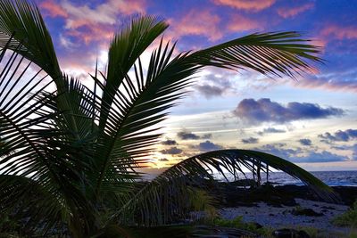 Palm tree by sea against sky during sunset