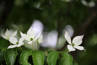 Close-up of white flowering plant