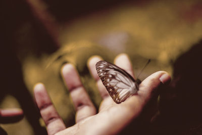 Close-up of butterfly on hand