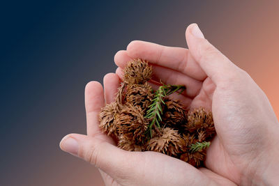 Close-up of hand holding plant