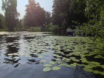 Reflection of trees in pond