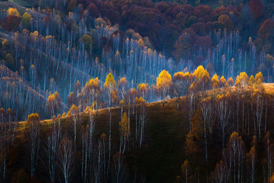 Pine trees in forest during autumn