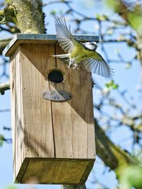 Low angle view of bird on wooden post