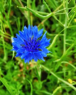 Close-up of blue flower blooming outdoors