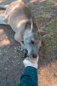 High angle view of hand eating outdoors